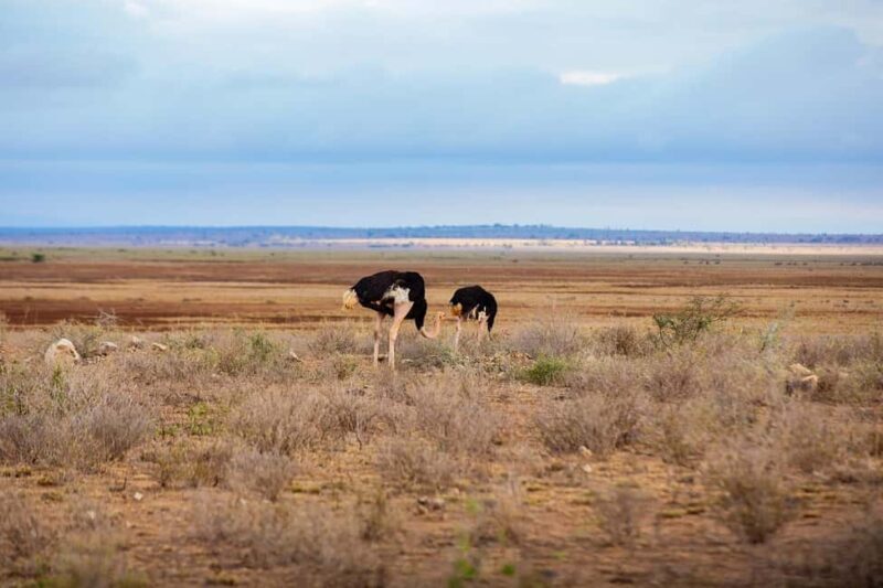 SGR Train Day Trip: Mikumi National Park - Key Points