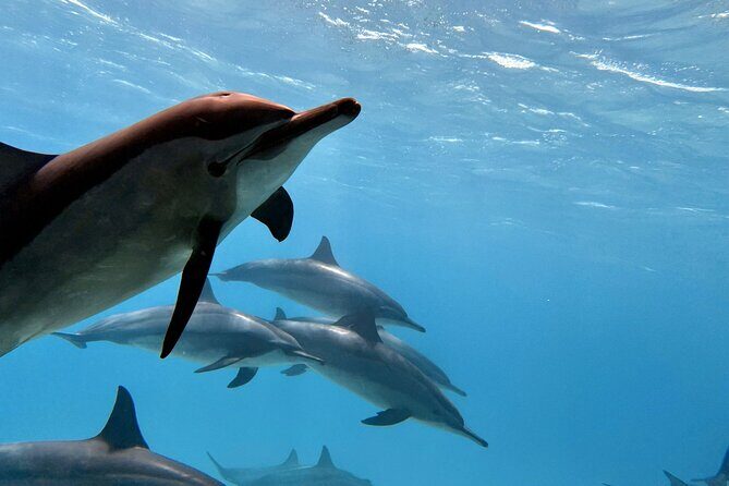 Sha'ab Samadai Reef - Dolphin House Snorkeling Tour at Marsa Alam - Final Thoughts: Is It Worth It?