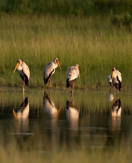 Shakawe: 3-Day Okavango Eastern Panhandle Safari - Key Points