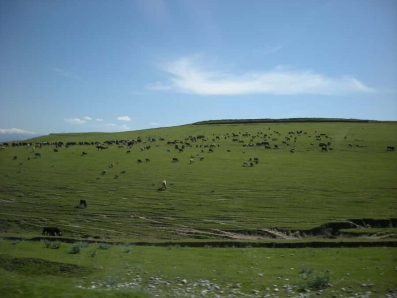 Shakhrisabz: Guided Historical Exploration Day Trip - What Do the Reviews Say?