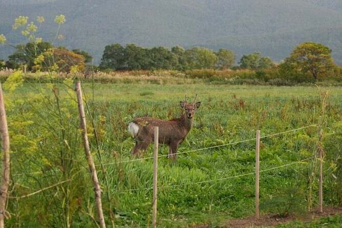 Shakotan Premium Lunch & Scenic Coastal Drive - FAQ