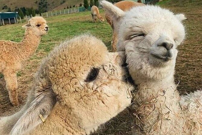 Shamakhi Alpaca Private Tour - Key Points