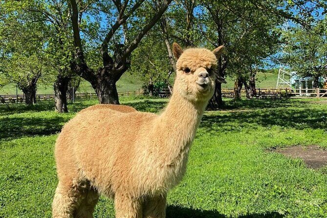 Shamakhi Alpaca Private Tour - What to Expect from the Shamakhi Alpaca Private Tour