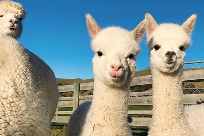 Shamakhi Alpaca Private Tour - The Sum Up