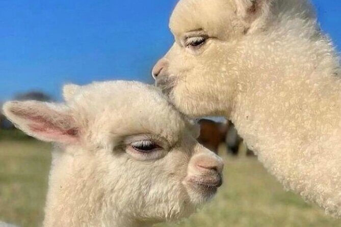 Shamakhi Alpaca Private Tour - FAQs