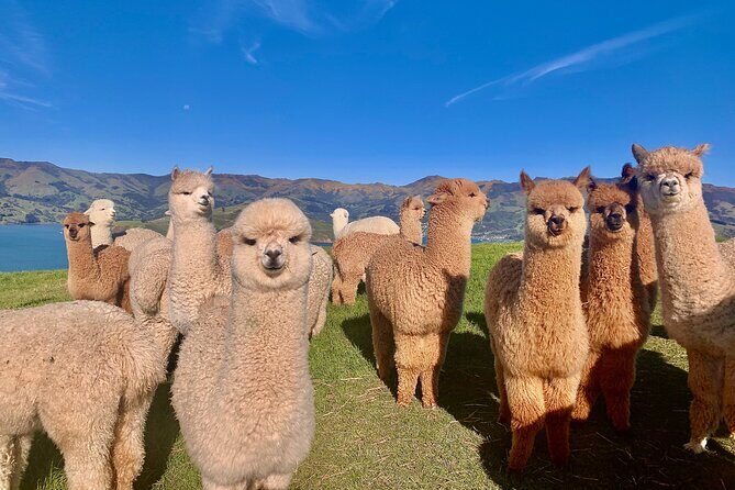 Shamarra Alpaca Farm Tours - The Journey to the Farm: Setting the Scene