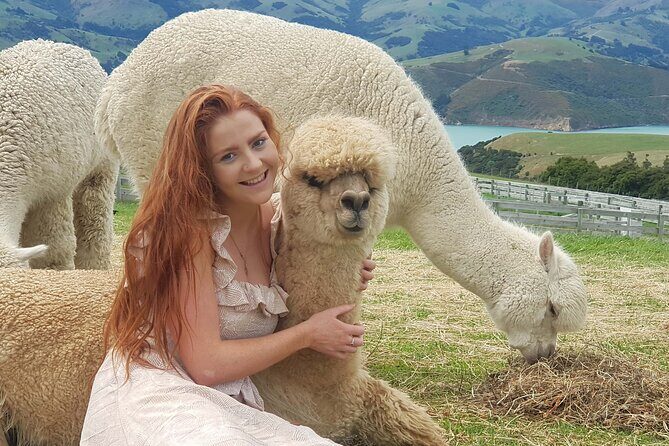 Shamarra Alpaca Farm Tours - Interacting with the Alpacas: What You’ll Love
