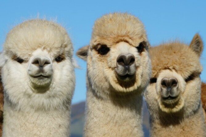 Shamarra Alpaca Farm Tours - The Scenic Setting: An Instagram Dream