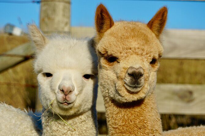 Shamarra Alpaca Farm Tours - Value for Money