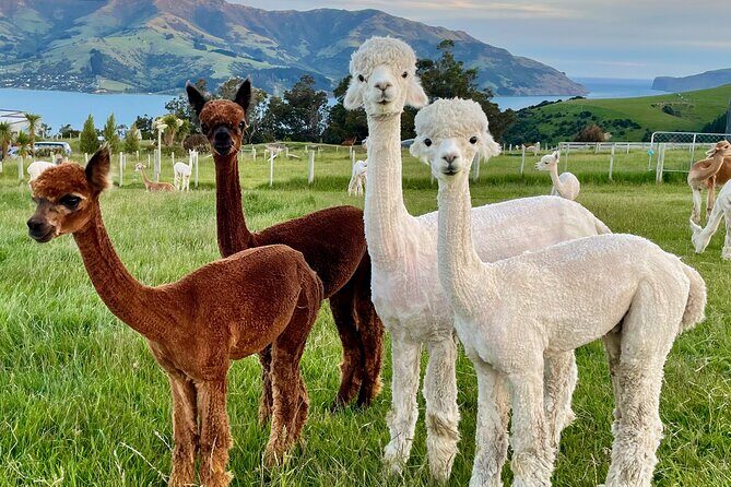 Shamarra Alpaca Farm Tours - The Sum Up: The Perfect Quiet Escape for Animal and Nature Enthusiasts