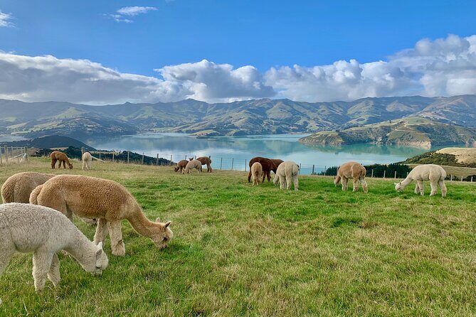 Shamarra Alpaca Farm Tours - FAQ