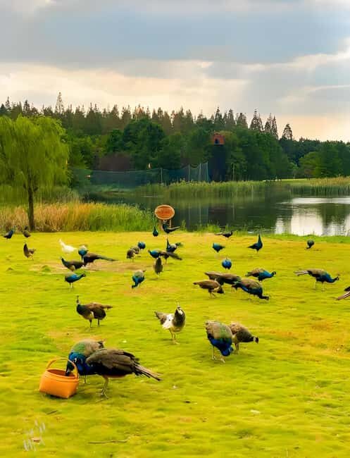 Shanghai: Chongming Island Private Tour with Lunch - What to Expect from the Chongming Island Private Tour  