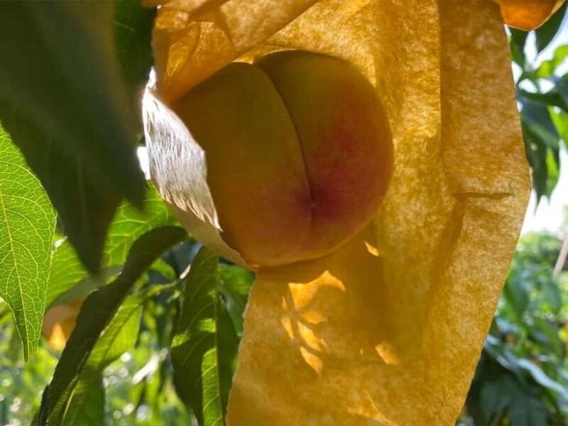 Shanghai: Delicate Seasonal Fruits and Picking Experience - An Authentic Taste of Rural Shanghai