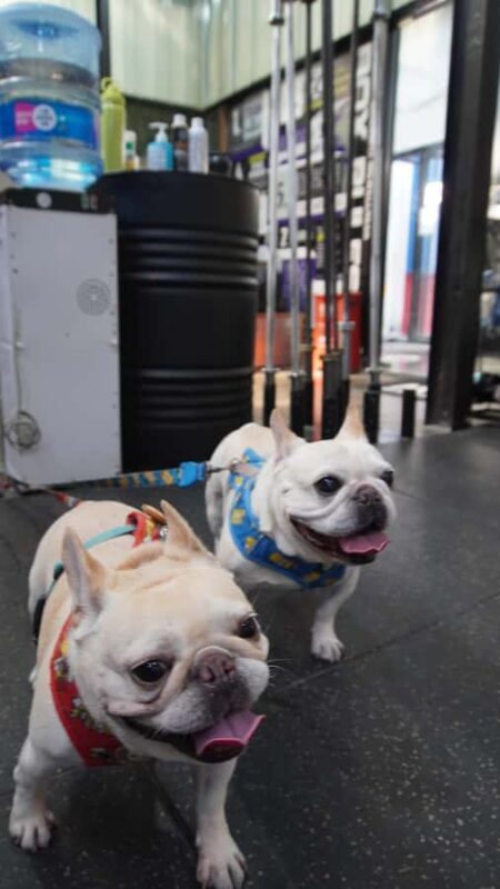 Shanghai Fitness & Culture Tour with Gym, Jade Buddha Temple - Practical Details and Tips