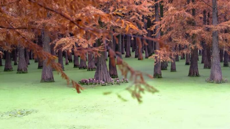 Shanghai: Matcha Lake & West Lake Day Trip by Train - Key Points