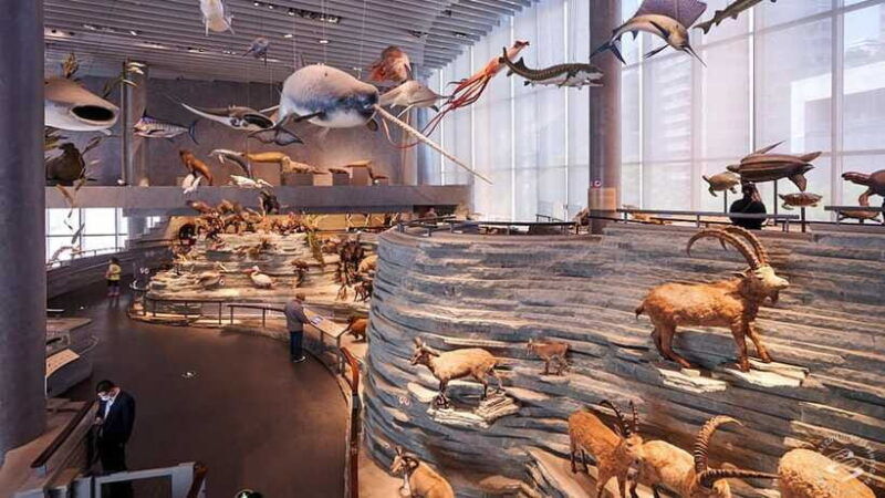 shanghai-natural-history-museum-admission