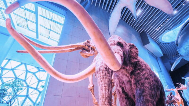 shanghai-natural-history-museum-admission