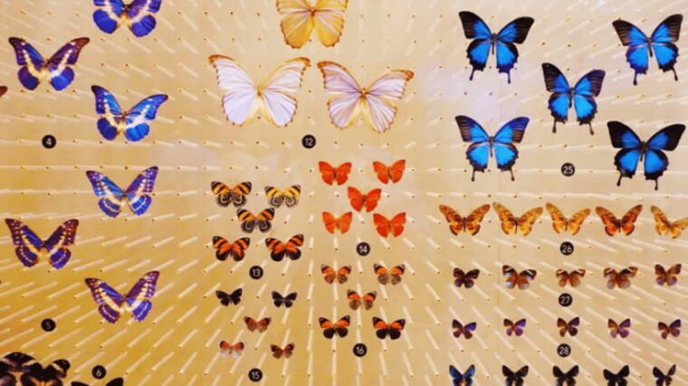 shanghai-natural-history-museum-admission