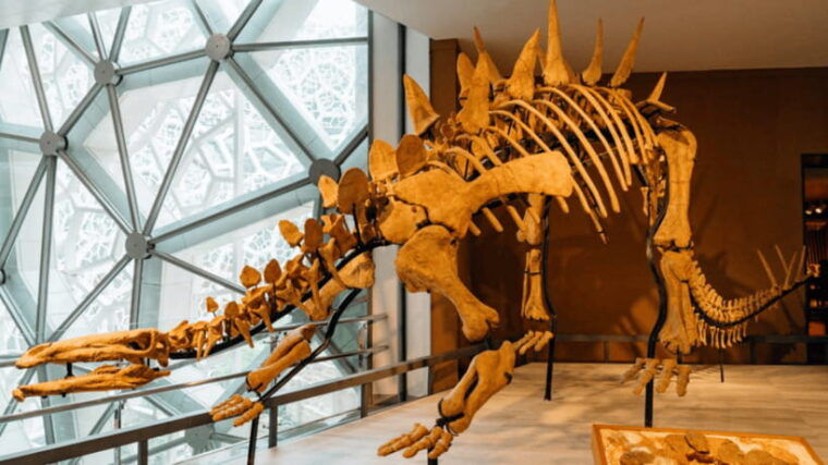 shanghai-natural-history-museum-admission