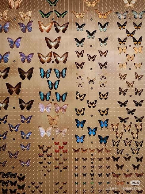 Shanghai: Natural History Museum Tickets Purchase service - A Closer Look at the Experience