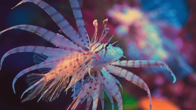 shanghai-the-marine-wonders-at-shanghai-ocean-aquarium
