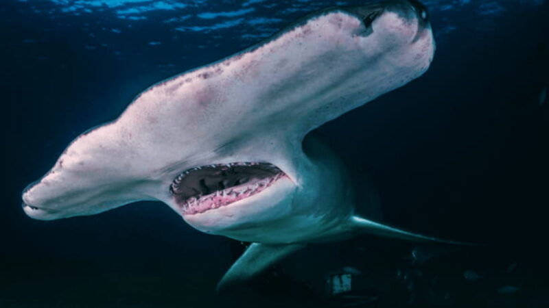 shanghai-the-marine-wonders-at-shanghai-ocean-aquarium