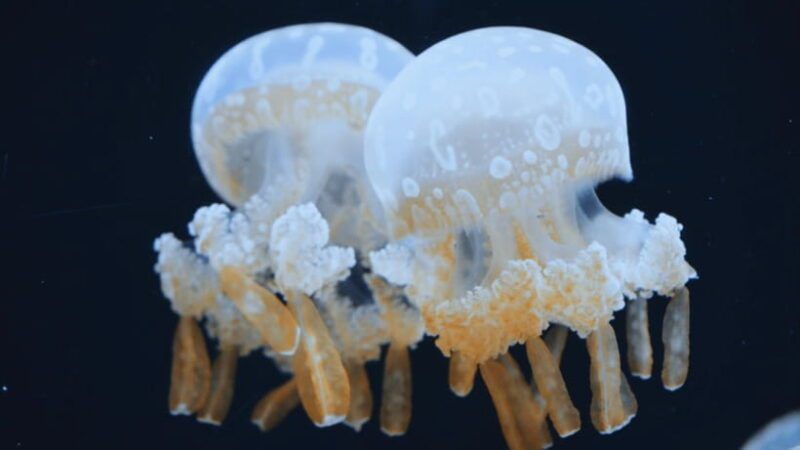 shanghai-the-marine-wonders-at-shanghai-ocean-aquarium