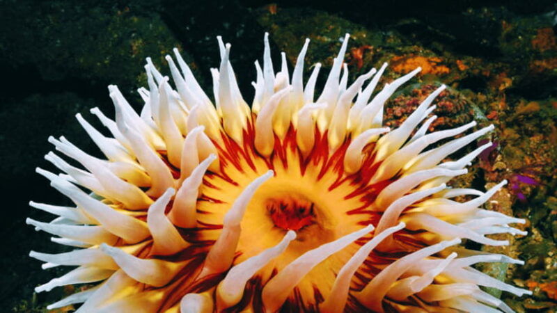 shanghai-the-marine-wonders-at-shanghai-ocean-aquarium