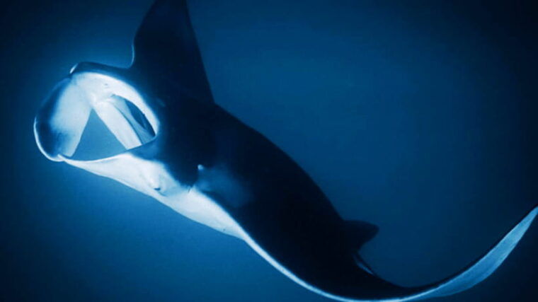 shanghai-the-marine-wonders-at-shanghai-ocean-aquarium