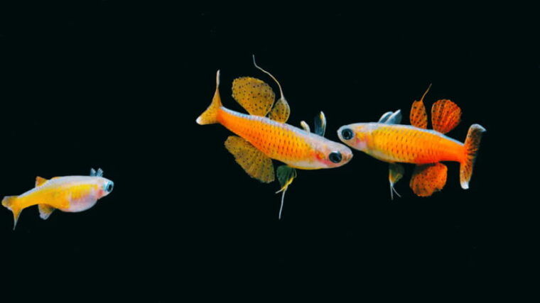 shanghai-the-marine-wonders-at-shanghai-ocean-aquarium