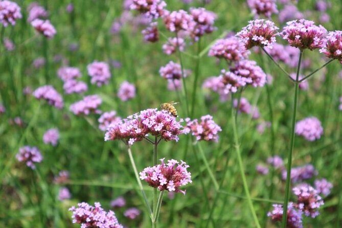 Shanghai to Suzhou Tai Lake and Moli Peak Private Hiking Tour - The Sum Up: Who Will Love This Tour?