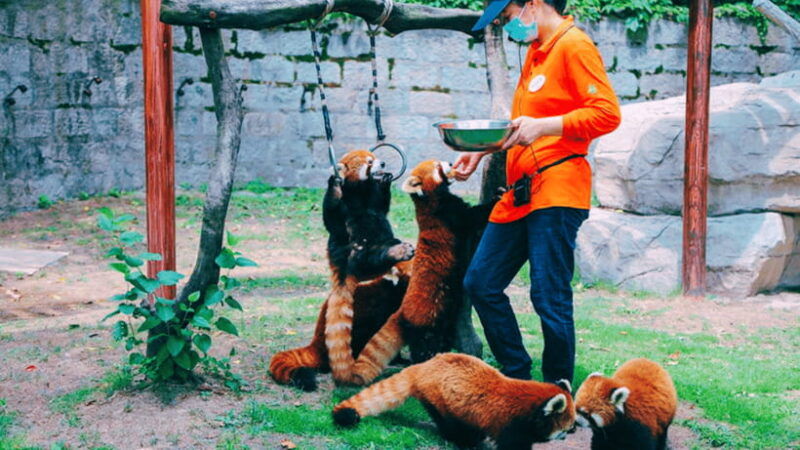 shanghai-wild-animal-park-ticket