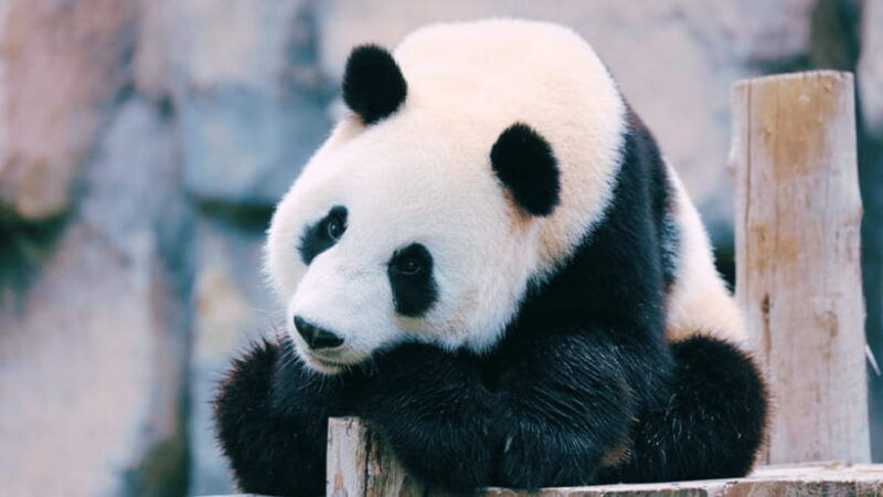 shanghai-wild-animal-park-ticket