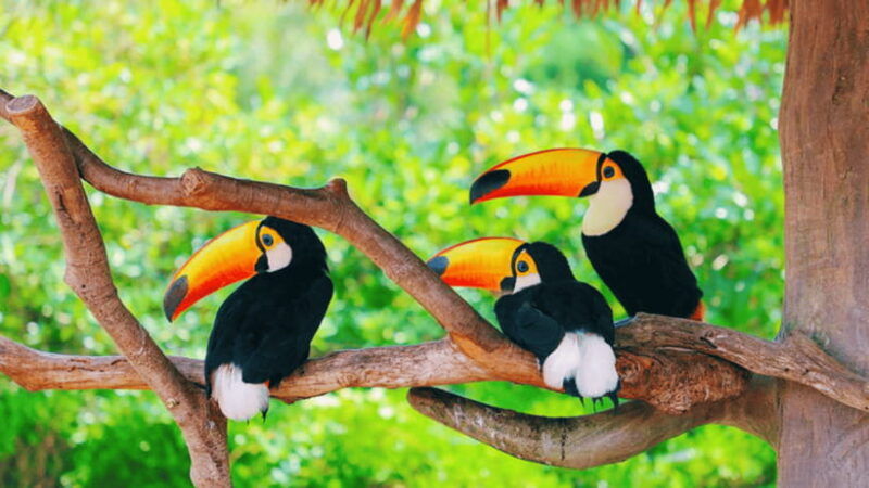 shanghai-wild-animal-park-ticket
