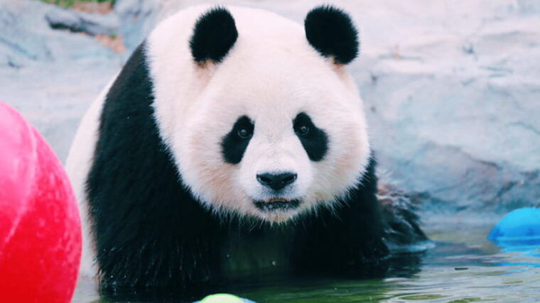 shanghai-wild-animal-park-ticket