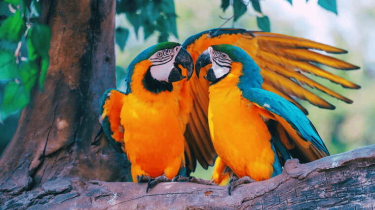 shanghai-wild-animal-park-ticket