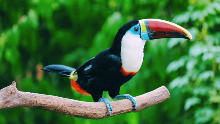 shanghai-wild-animal-park-ticket