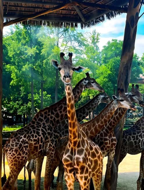 Shanghai Wildlife Park Panda & Predator Feeding Tour - Authentic Insights from the Guides and Visitors