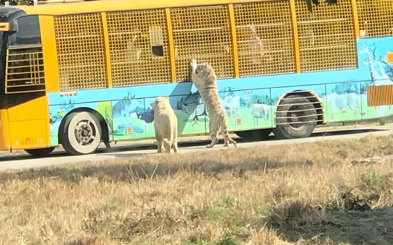 Shanghai Wildlife Park Panda & Predator Feeding Tour - The Sum Up: Who Will Love This Tour?