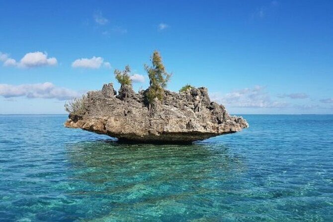 Shared 10 Pax Boat Tour: Dolphin Watching, Snorkelling and BBQ - Introduction