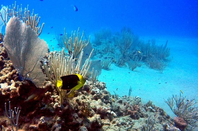 shared-2-hours-sosua-bay-snorkeling-with-professional-guide