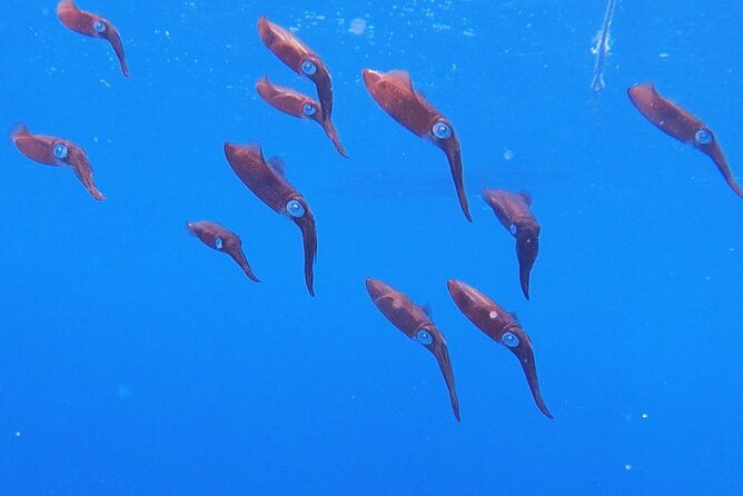 shared-2-hours-sosua-bay-snorkeling-with-professional-guide