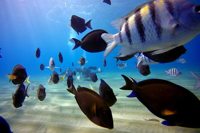 shared-2-hours-sosua-bay-snorkeling-with-professional-guide