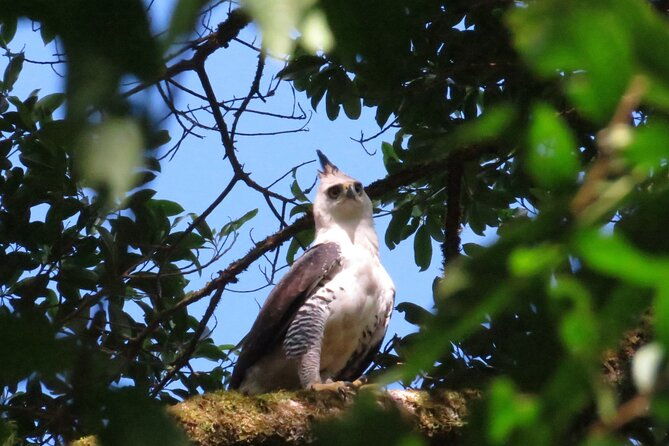 shared-5-hours-monteverde-bird-watching