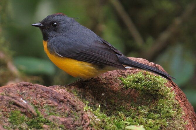 shared-5-hours-monteverde-bird-watching