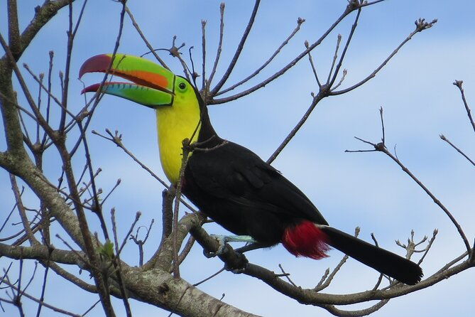 shared-5-hours-monteverde-bird-watching