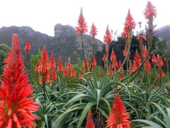 Shared: Cape Winelands, Cheetah Outreach & Kisternbosch Botanical Gardens Tour, - Discover the Best of Cape Town’s Winelands and Wildlife: An In-Depth Review of the Shared Cape Winelands, Cheetah Outreach & Kirstenbosch Botanical Gardens Tour