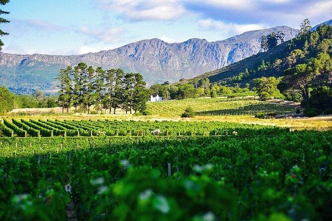 Shared: Cape Winelands, Cheetah Outreach & Kisternbosch Botanical Gardens Tour, - FAQ