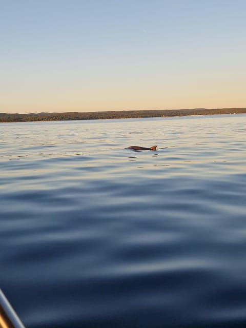 shared-dolphin-sunset-tour-rovinj-drinks-included