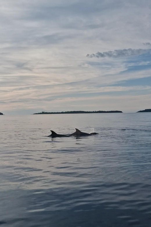 shared-dolphin-sunset-tour-rovinj-drinks-included
